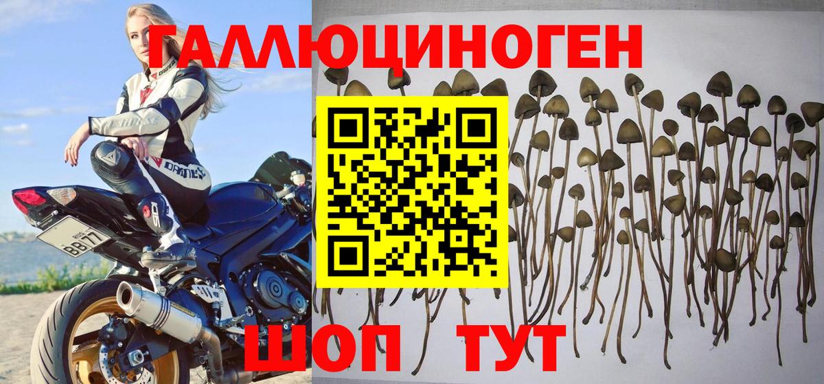 Псилоцибиновые грибы GOLDEN TEACHER  Псилоцибиновые грибы Cubensis  купить наркотики цена  Клинцы 